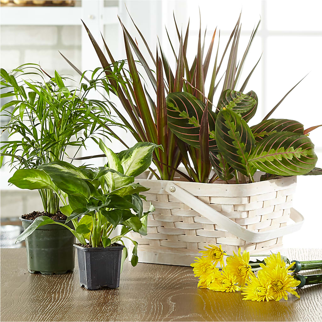Florist Designed Blooming and Green Plants in a Basket – TAMMIE'S COUNTRY FLORIST, Hurlock MD