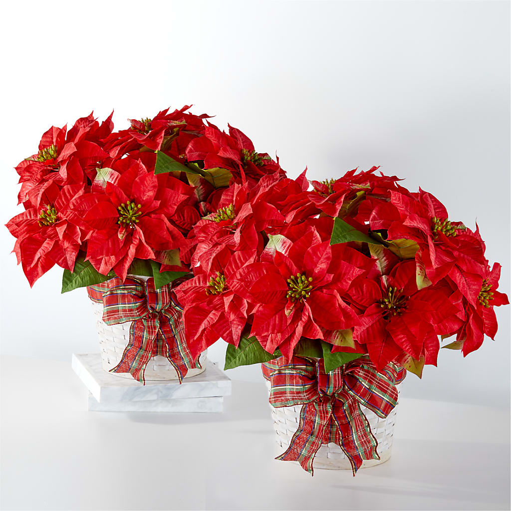Happiest Holidays Poinsettia Bundle – TAMMIE'S COUNTRY FLORIST, Hurlock MD