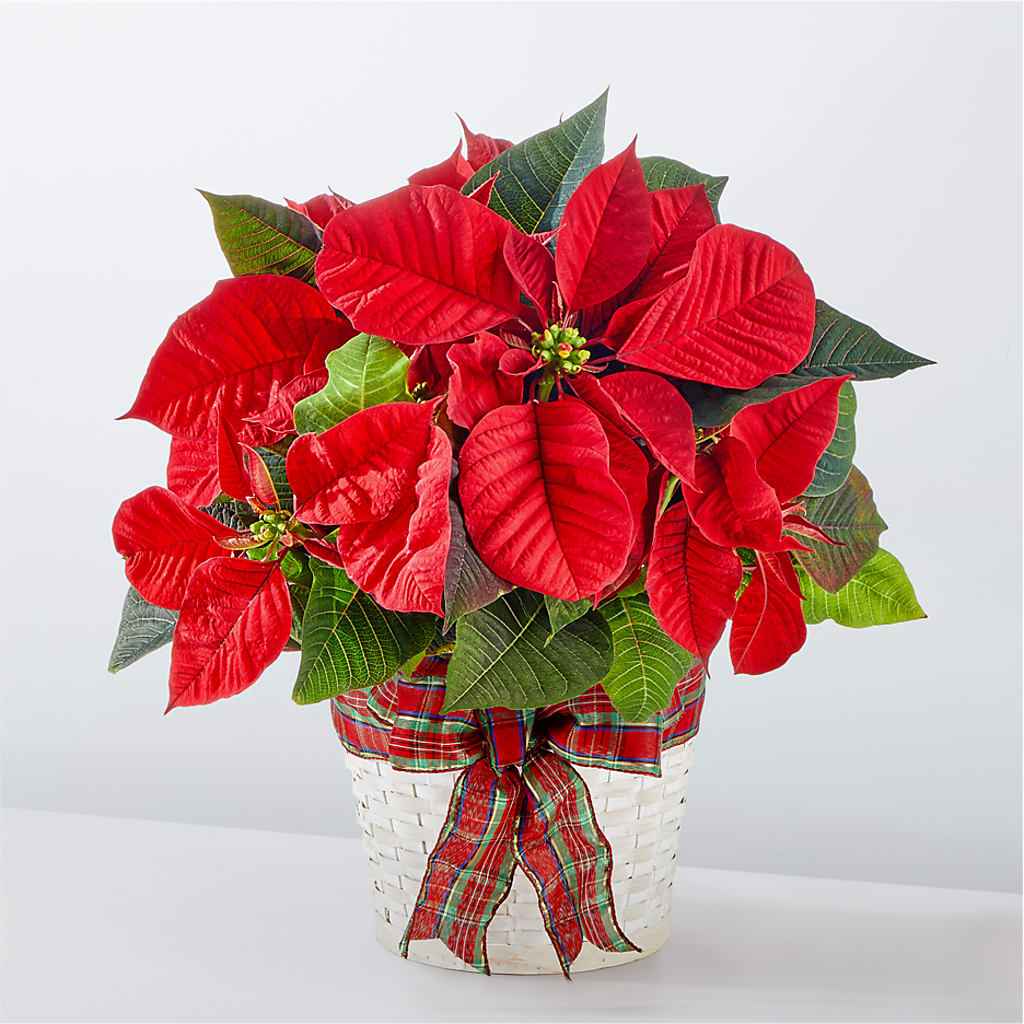 Happiest Holidays Poinsettia – TAMMIE'S COUNTRY FLORIST, Hurlock MD