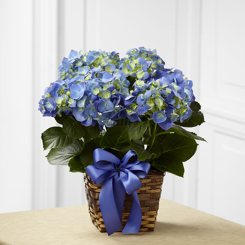 Blue Hydrangea Planter – TAMMIE'S COUNTRY FLORIST, Hurlock MD