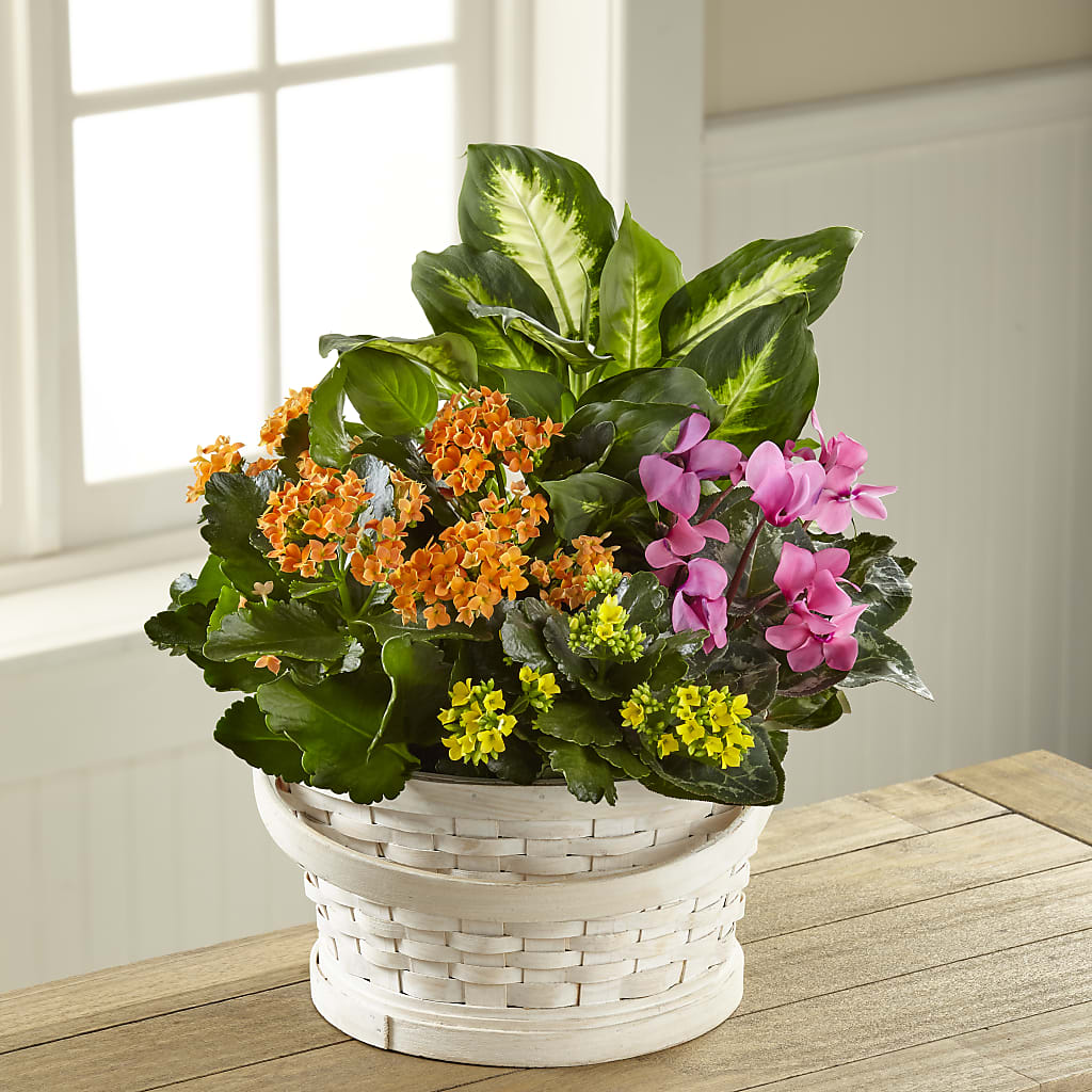 Color Crush Dishgarden – TAMMIE'S COUNTRY FLORIST, Hurlock MD