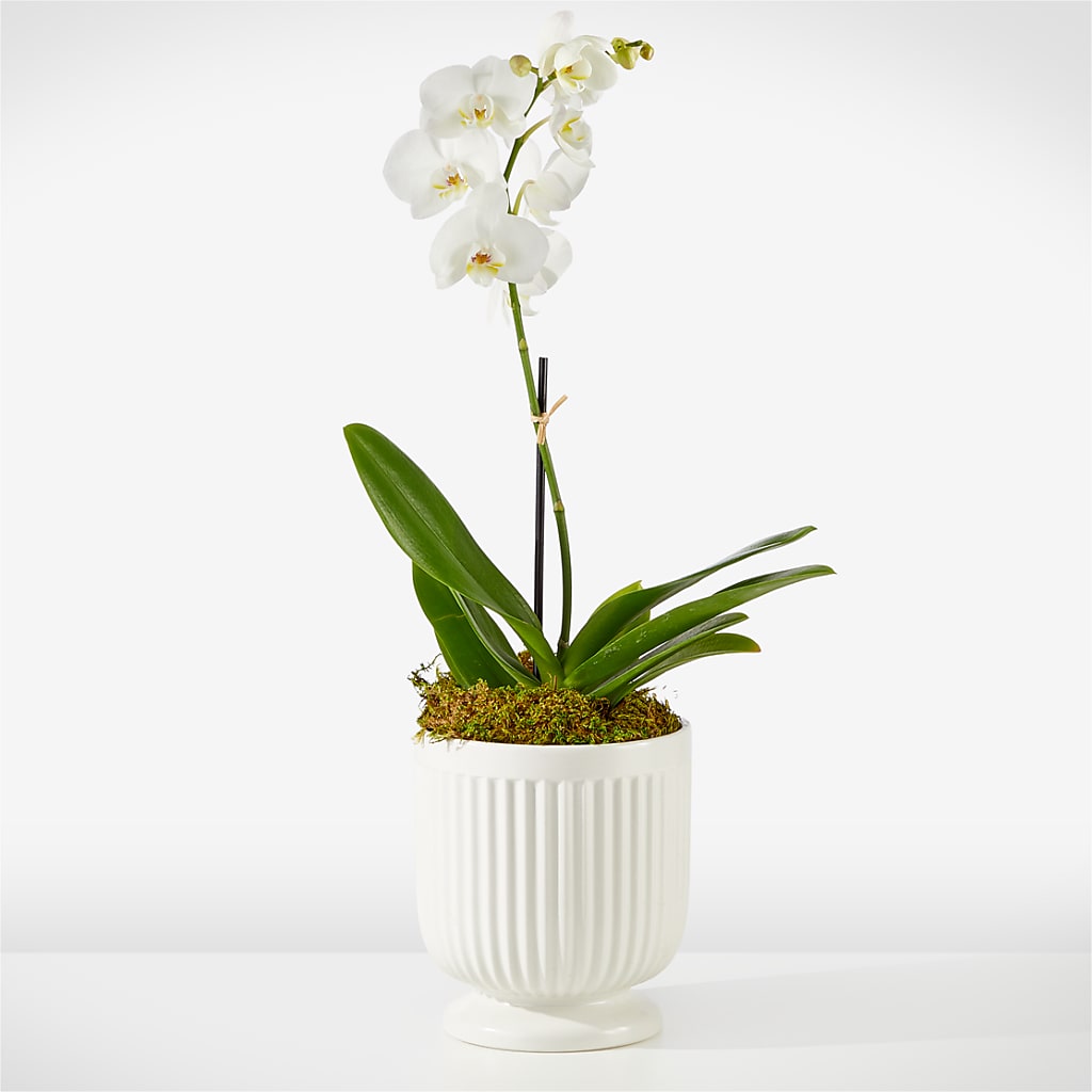 Whispering White Orchid – TAMMIE'S COUNTRY FLORIST, Hurlock MD