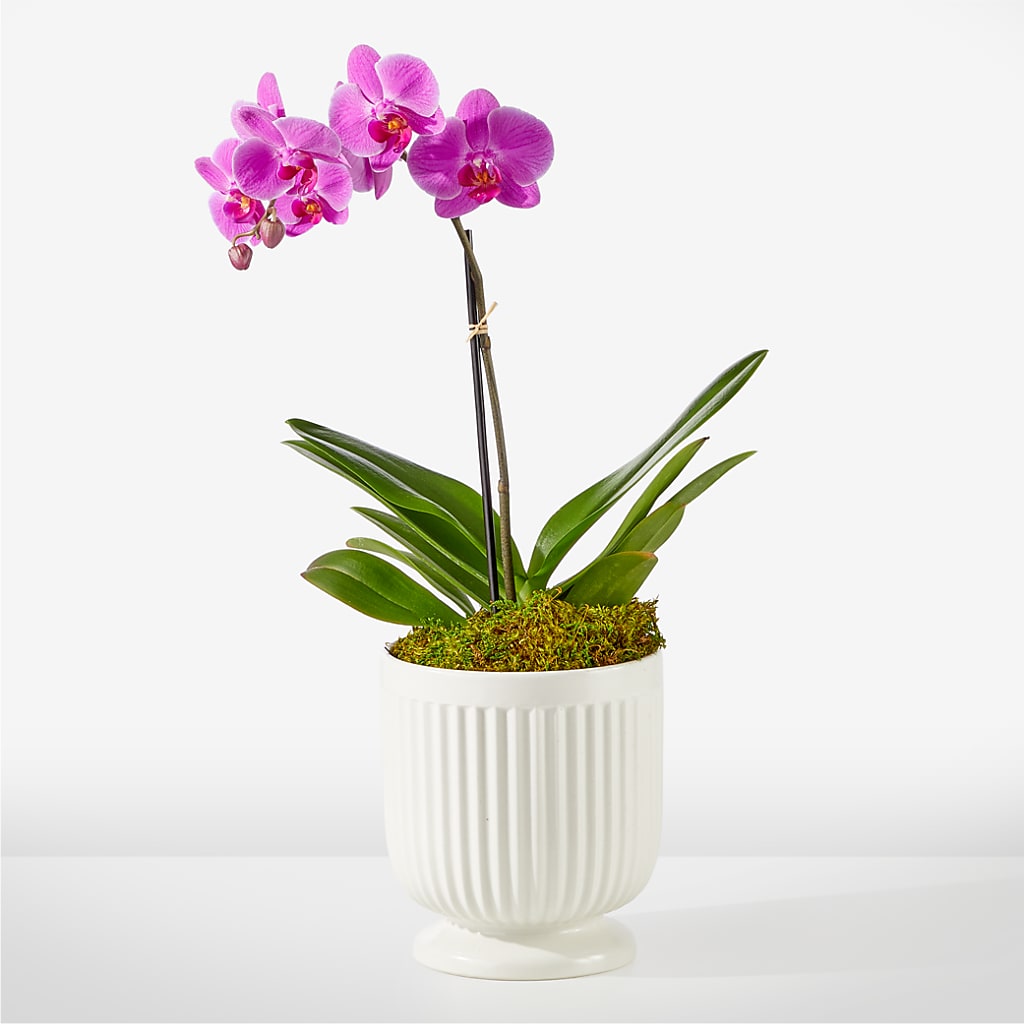 Friendly Fuchsia Orchid – TAMMIE'S COUNTRY FLORIST, Hurlock MD