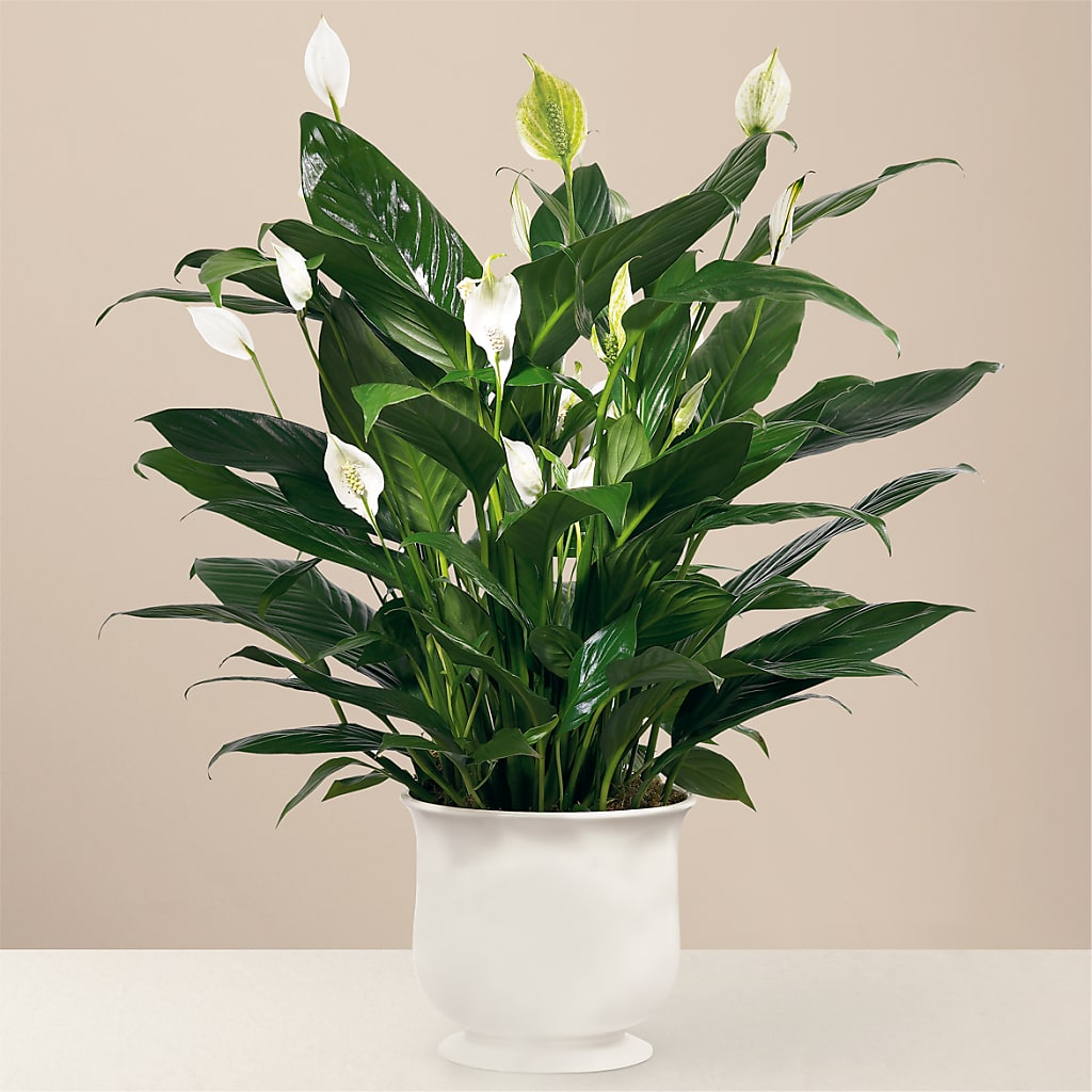 Comfort Planter – TAMMIE'S COUNTRY FLORIST, Hurlock MD