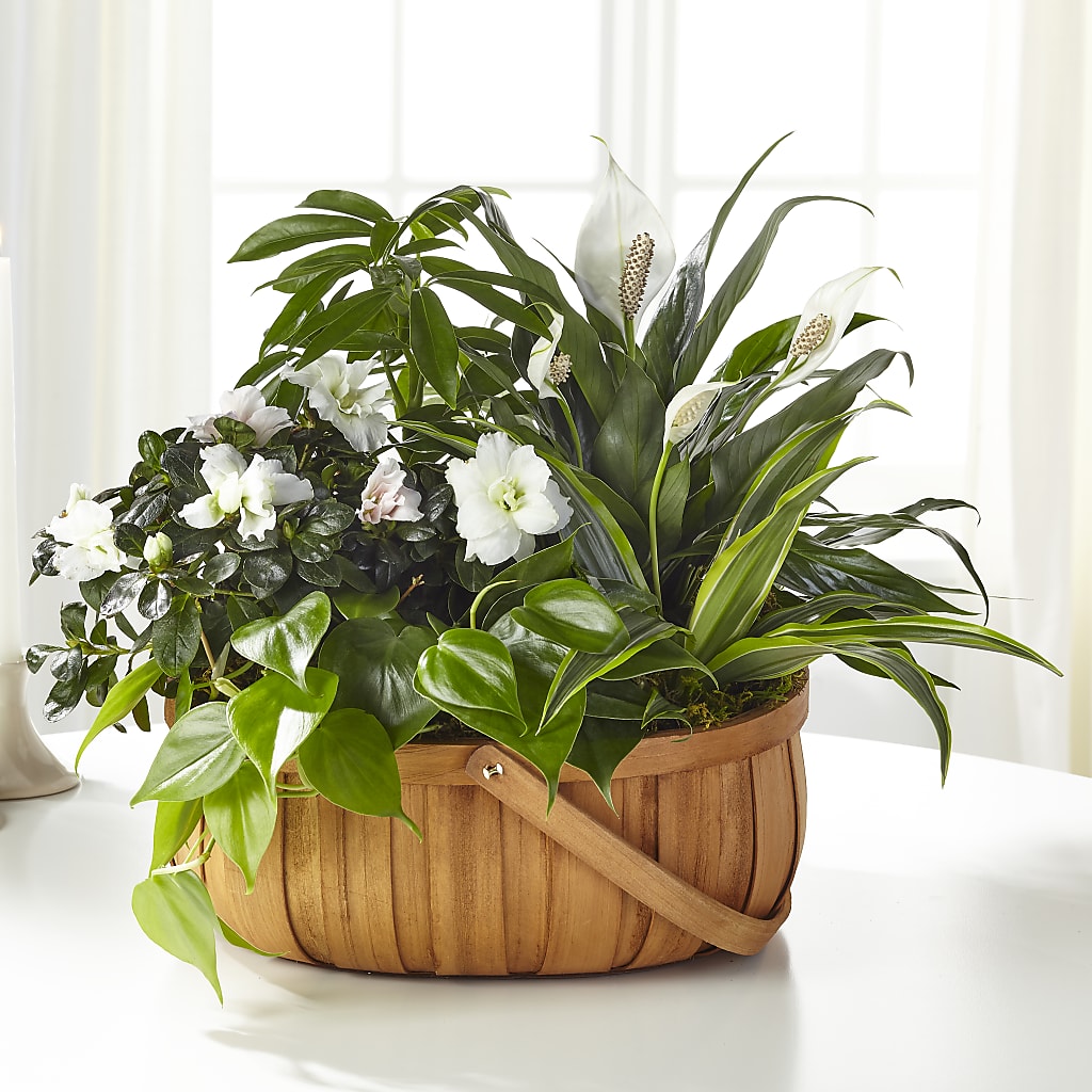 Serene Dishgarden – TAMMIE'S COUNTRY FLORIST, Hurlock MD
