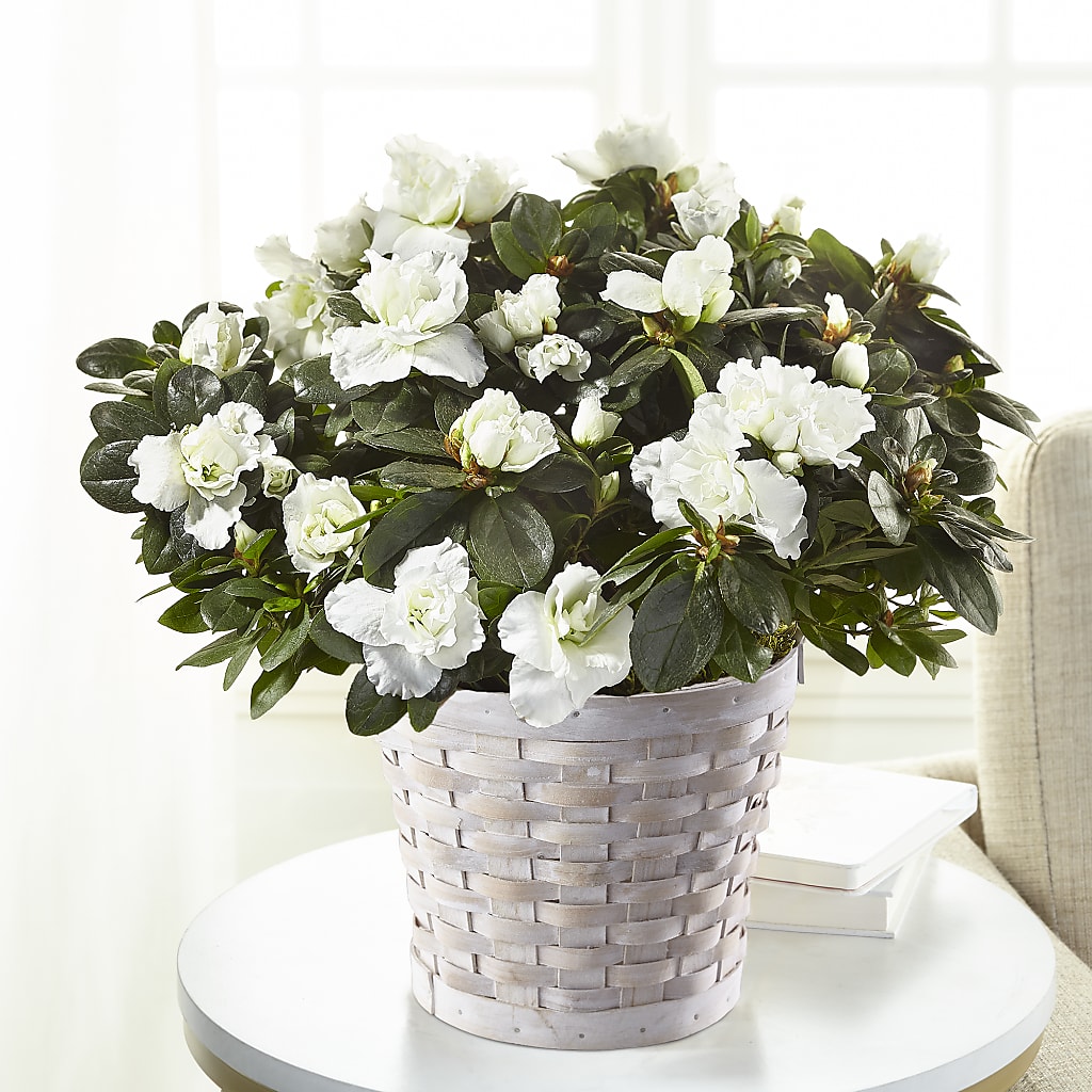 White Azalea Plant – TAMMIE'S COUNTRY FLORIST, Hurlock MD