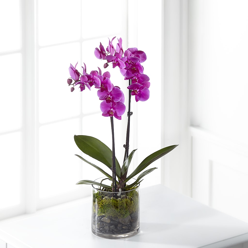 Pink Orchid Plant – TAMMIE'S COUNTRY FLORIST, Hurlock MD