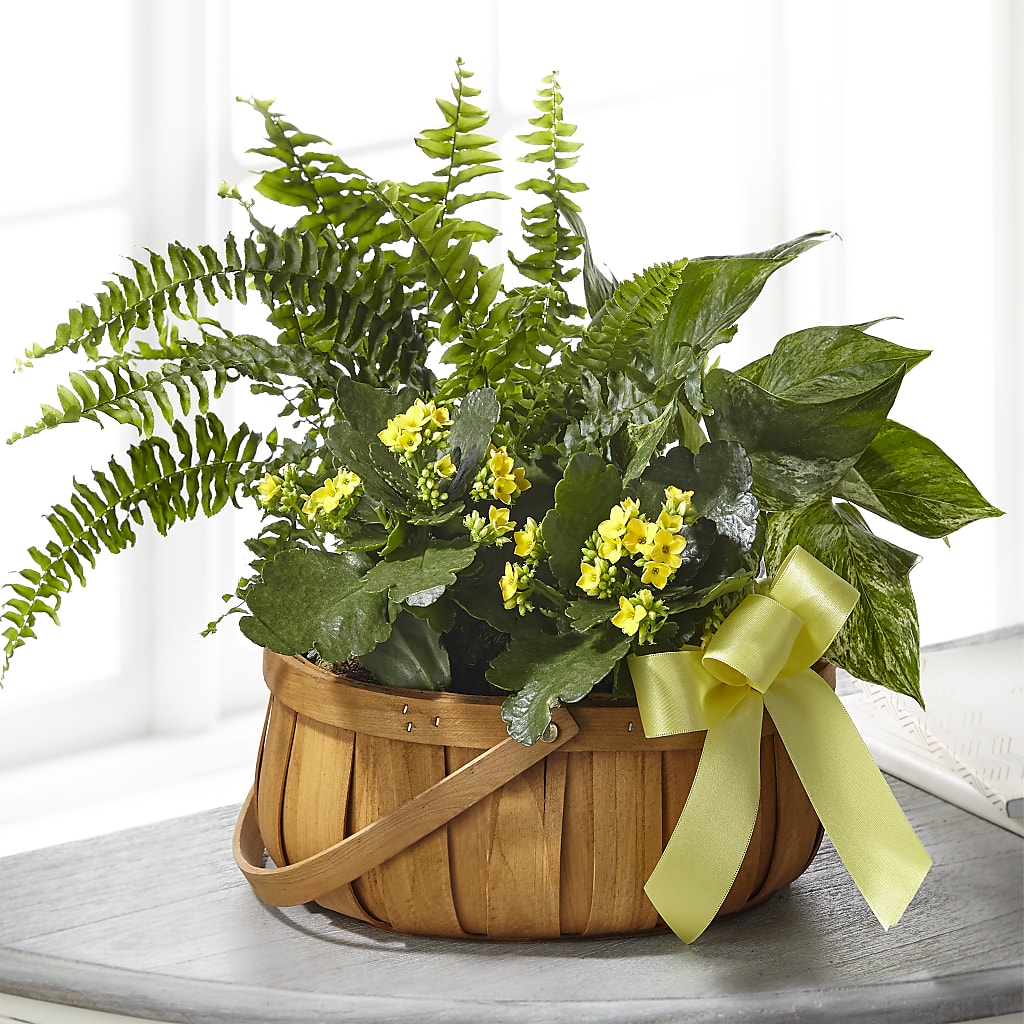 Always Dear Dishgarden – TAMMIE'S COUNTRY FLORIST, Hurlock MD