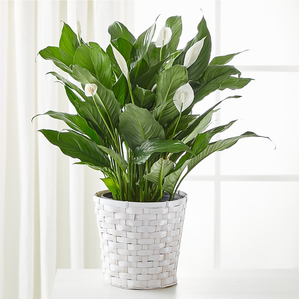 A New Leaf Peace Lily – TAMMIE'S COUNTRY FLORIST, Hurlock MD