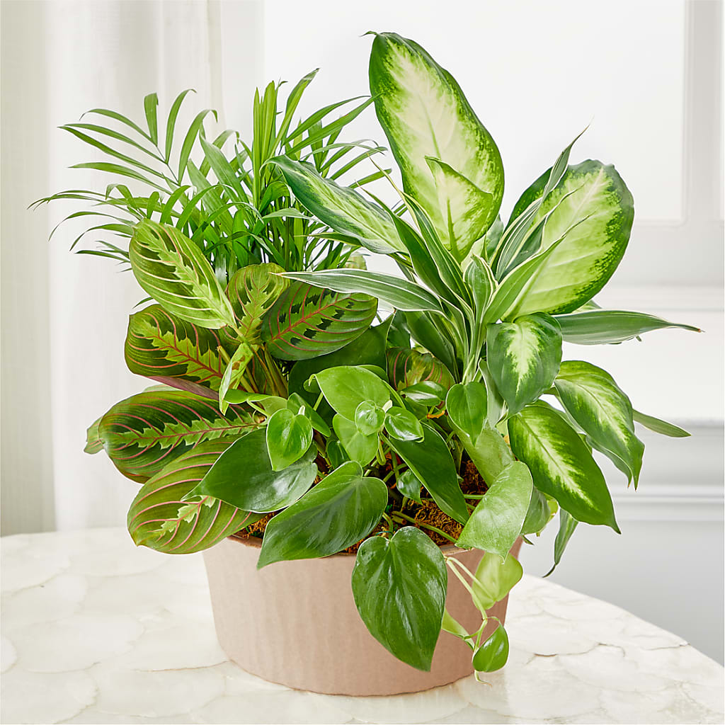 Balance & Harmony Dishgarden – TAMMIE'S COUNTRY FLORIST, Hurlock MD