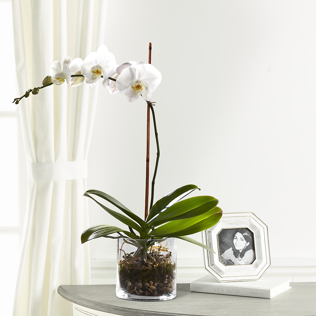 White Orchid Planter – TAMMIE'S COUNTRY FLORIST, Hurlock MD