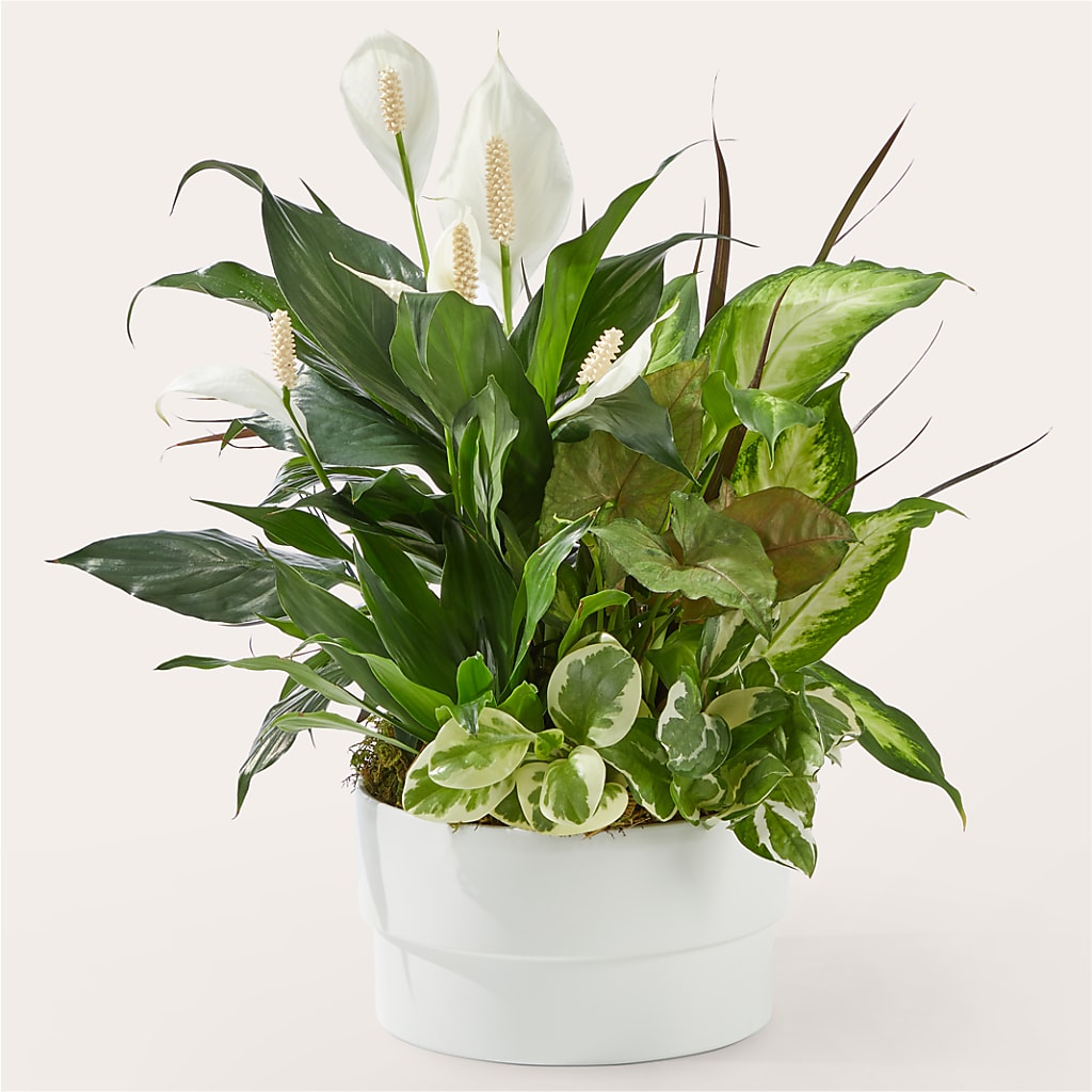 Radiating Positivity Dishgarden – TAMMIE'S COUNTRY FLORIST, Hurlock MD