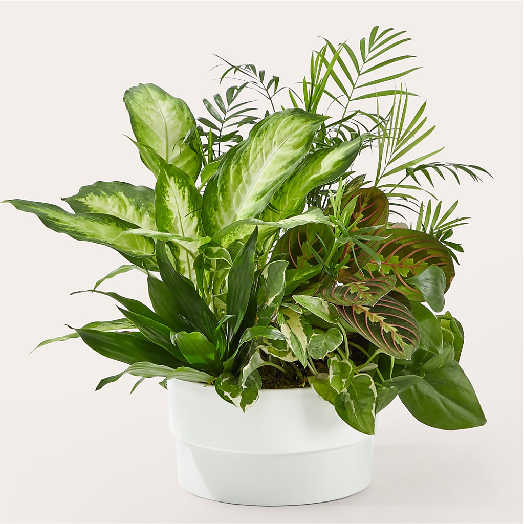 Radiating Positivity Dishgarden – TAMMIE'S COUNTRY FLORIST, Hurlock MD