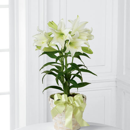 Easter Lily Plant – TAMMIE'S COUNTRY FLORIST, Hurlock MD