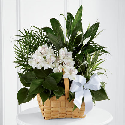 Peace & Serenity Dishgarden – TAMMIE'S COUNTRY FLORIST, Hurlock MD