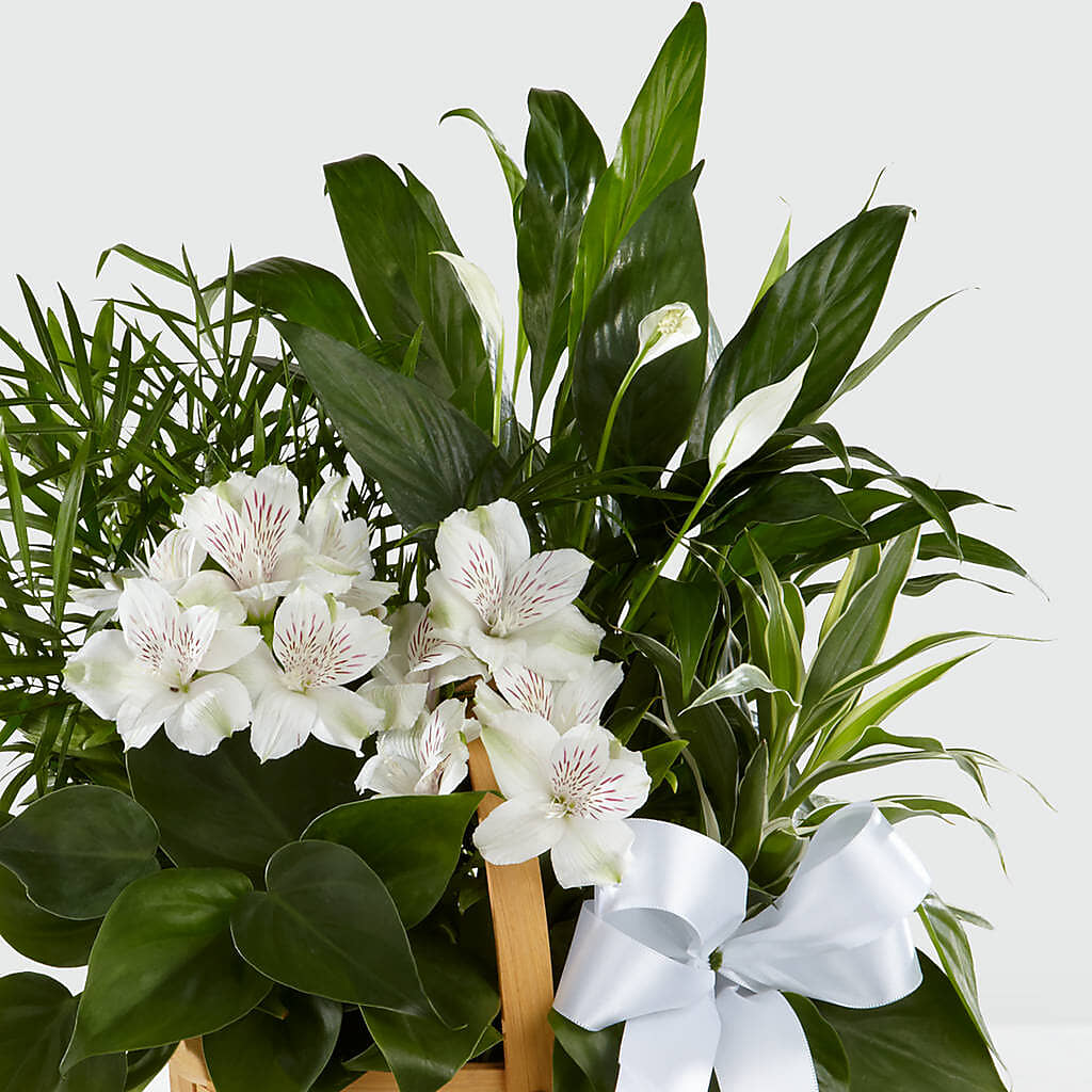 Peace & Serenity Dishgarden – TAMMIE'S COUNTRY FLORIST, Hurlock MD