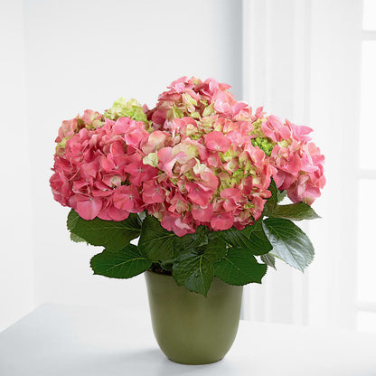 Pink Hydrangea Planter – TAMMIE'S COUNTRY FLORIST, Hurlock MD