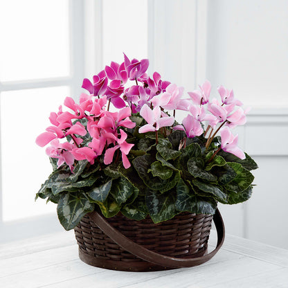 Mixed Cyclamen Planter – TAMMIE'S COUNTRY FLORIST, Hurlock MD