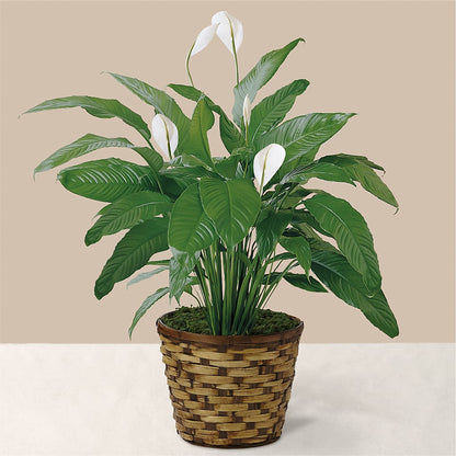 Tranquil Moments Peace Lily Plant – TAMMIE'S COUNTRY FLORIST, Hurlock MD