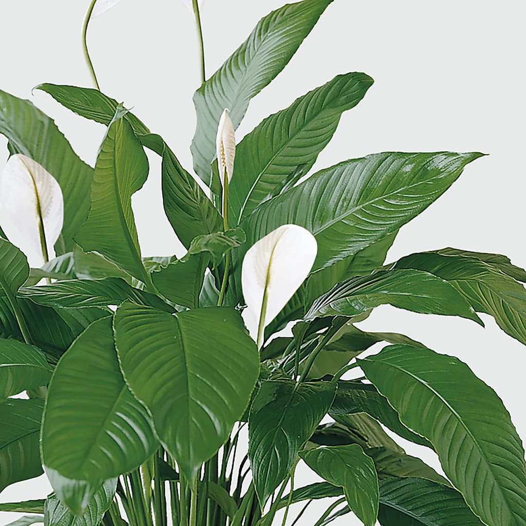 Tranquil Moments Peace Lily Plant – TAMMIE'S COUNTRY FLORIST, Hurlock MD