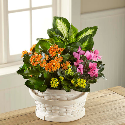 Color Crush Dishgarden – TAMMIE'S COUNTRY FLORIST, Hurlock MD
