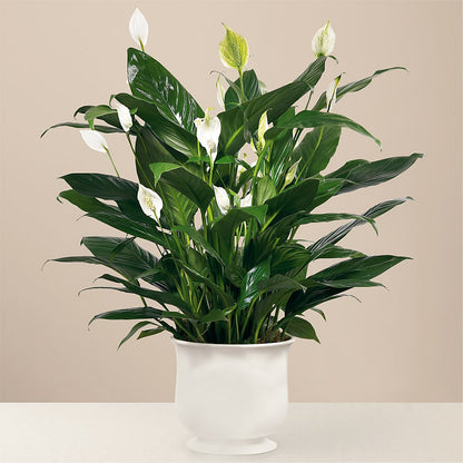 Comfort Planter – TAMMIE'S COUNTRY FLORIST, Hurlock MD