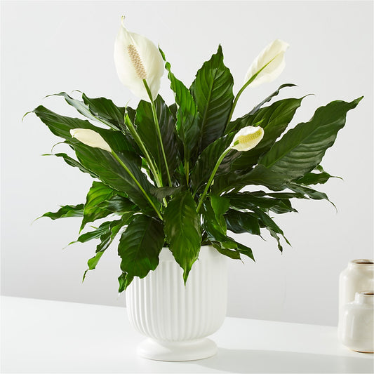 Comfort Planter – TAMMIE'S COUNTRY FLORIST, Hurlock MD