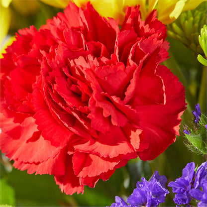 Brighter Days Bouquet – TAMMIE'S COUNTRY FLORIST, Hurlock MD