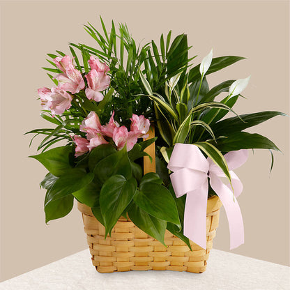 Living Spirit Dishgarden – TAMMIE'S COUNTRY FLORIST, Hurlock MD