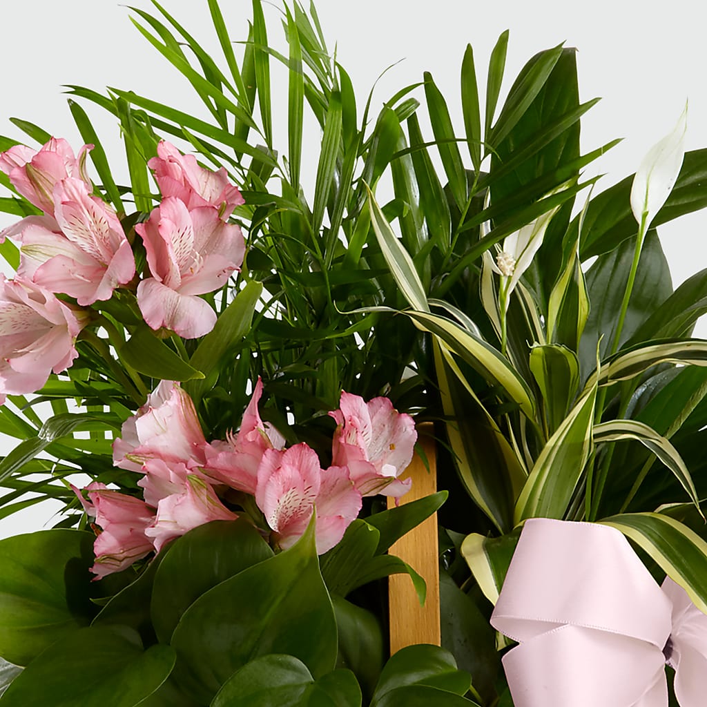 Living Spirit Dishgarden – TAMMIE'S COUNTRY FLORIST, Hurlock MD