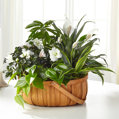 Serene Dishgarden – TAMMIE'S COUNTRY FLORIST, Hurlock MD