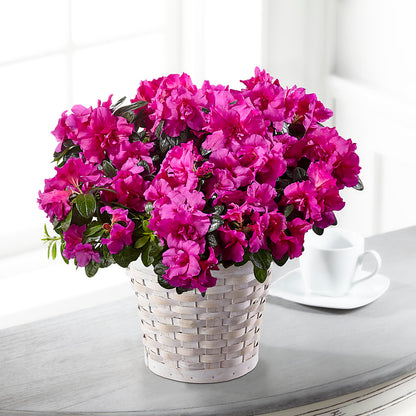 Hope & Serenity Azalea Plant – TAMMIE'S COUNTRY FLORIST, Hurlock MD