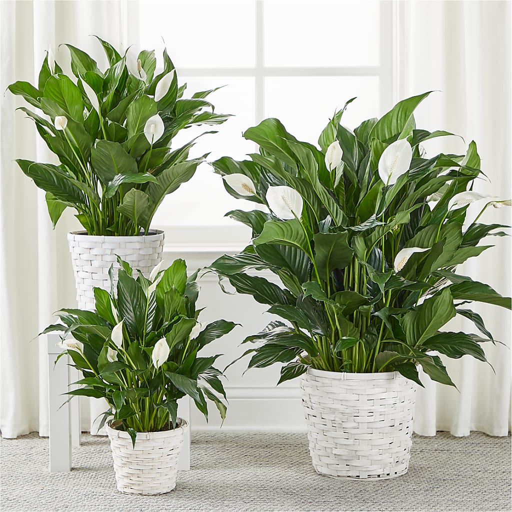 A New Leaf Peace Lily – TAMMIE'S COUNTRY FLORIST, Hurlock MD