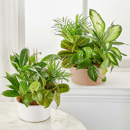 Balance & Harmony Dishgarden – TAMMIE'S COUNTRY FLORIST, Hurlock MD