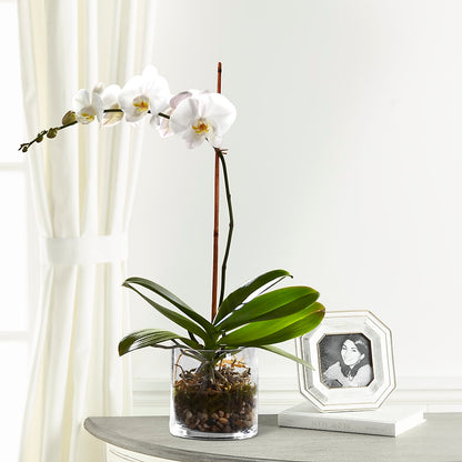 White Orchid Planter – TAMMIE'S COUNTRY FLORIST, Hurlock MD